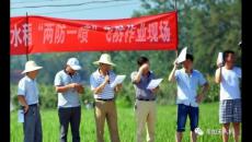 韋加無人機在城固縣開展“兩防一噴”飛防作業服務，助力脫貧攻堅水稻產業幫扶